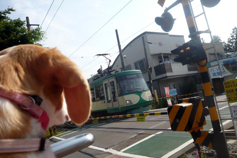 世田谷線を見つめる花豆