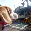踏切に慣れたのだ