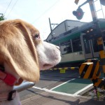 踏切に慣れたのだ
