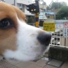 踏切に慣れるのだ