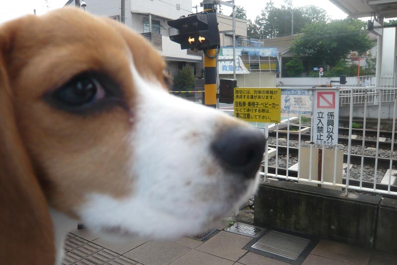 空豆、近い