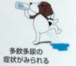 多飲多尿の症状がみられる