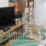 一時隔離政策