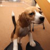 ひとりっ子空豆