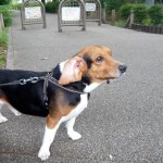 プーチくん