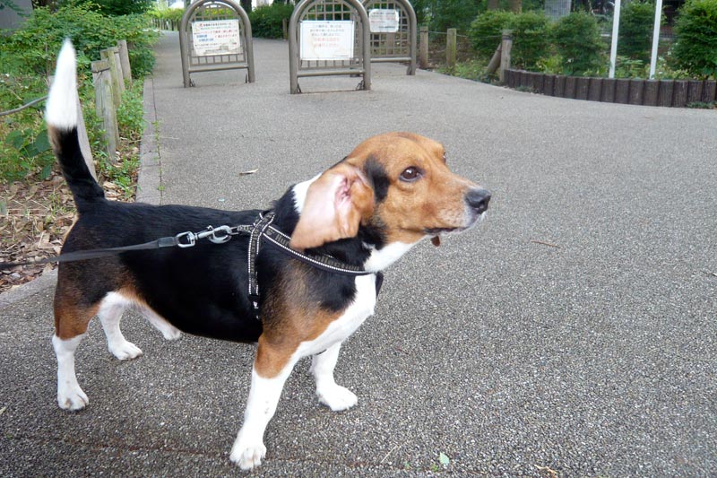 プーチくん