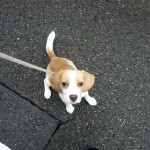 パラボラが取れました