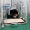 ハウス、グッド。