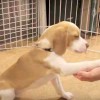 はなまめの「お手！」