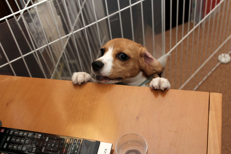 テーブルの中央部に避難する飼い主の日用品