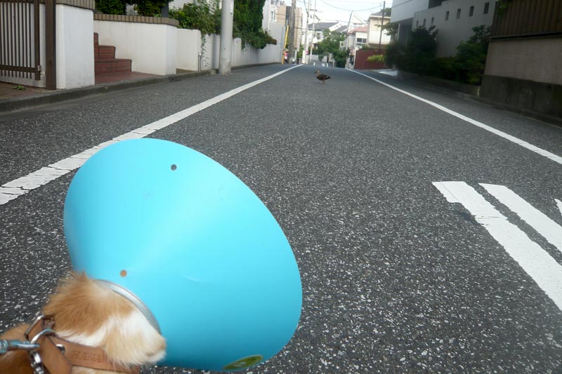 なんか落ちてる？