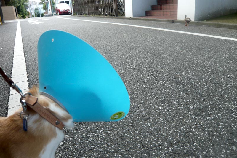 ガン見する花豆