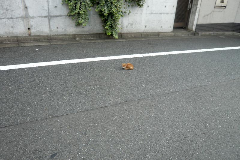 なんか落ちてる？