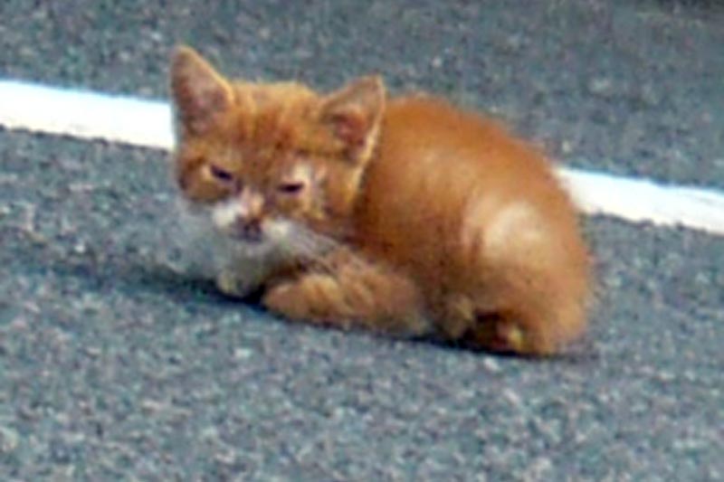 子猫