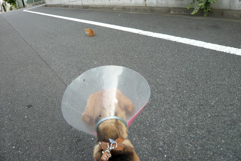 ガン見し続ける空豆