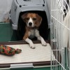 ヤドカリ空豆