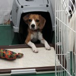 ヤドカリ空豆