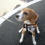 イージーウォークハーネスを使ってみます。