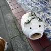 ブタさんとの接触