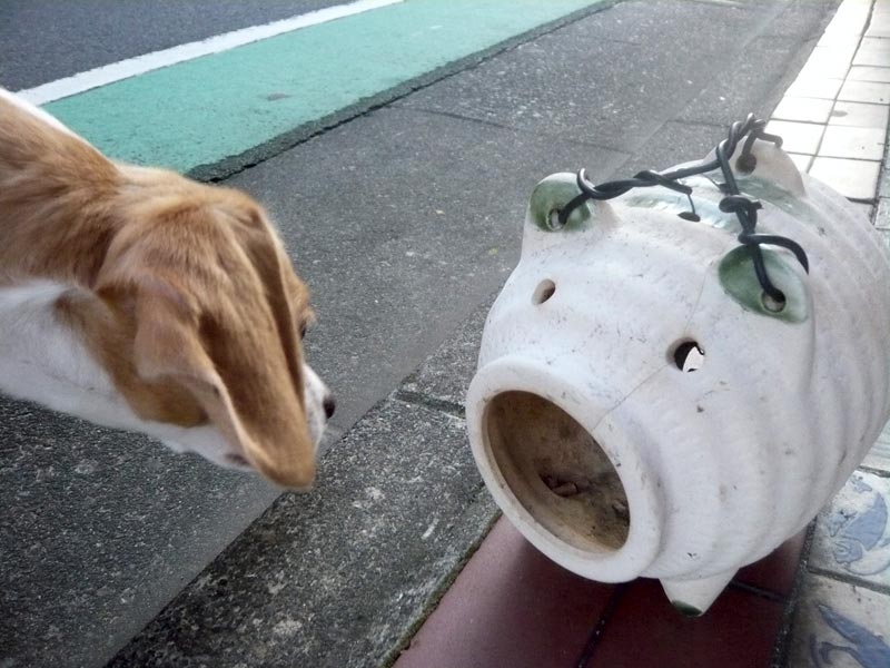 ガンの飛ばし合い