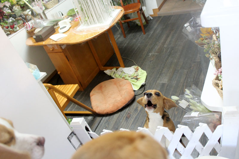クナちゃんにも吠えられる空豆花豆