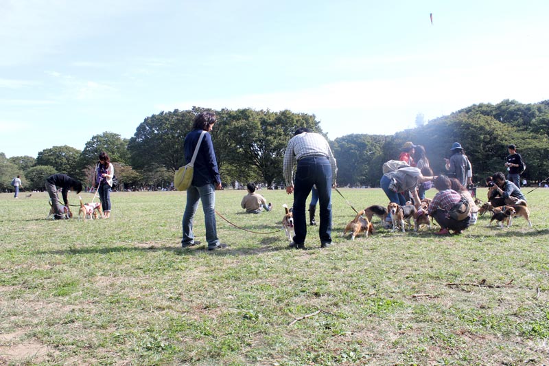 ビーグルズ＠代々木公園