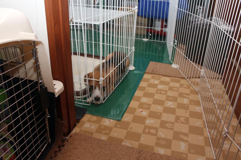 空豆の居場所