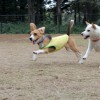 2回目のドッグラン