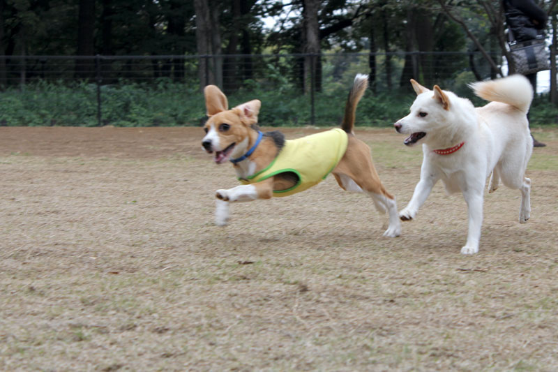 空豆と白い犬