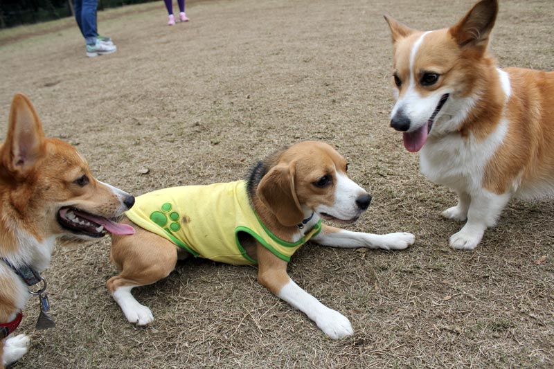 空豆とコーギーくんたち