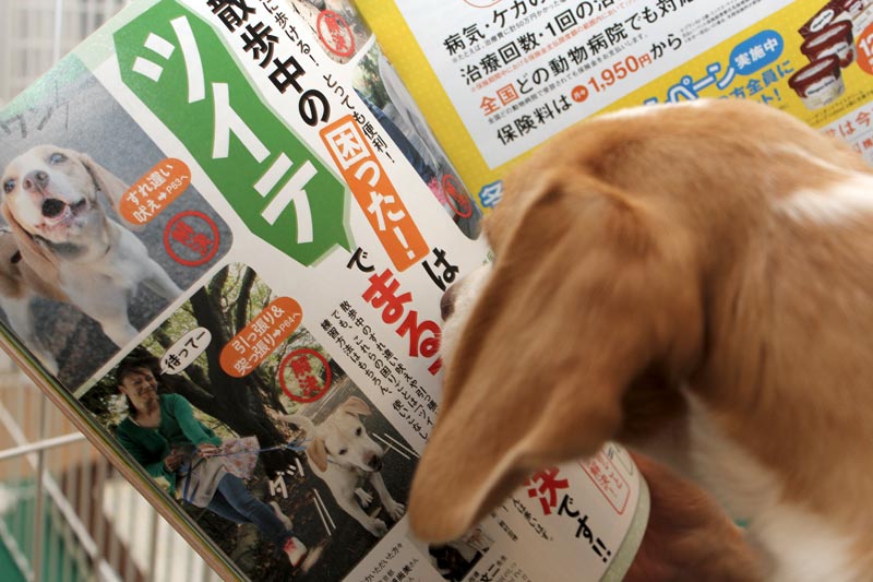 自分の出ている記事を熟読する花豆