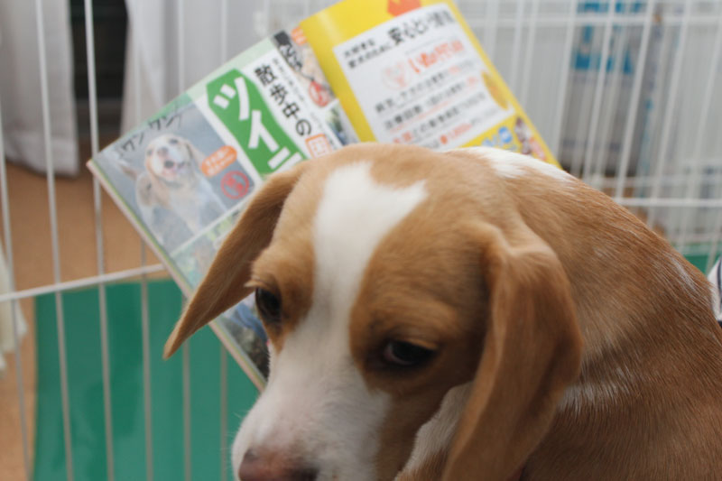 納得がいかない花豆