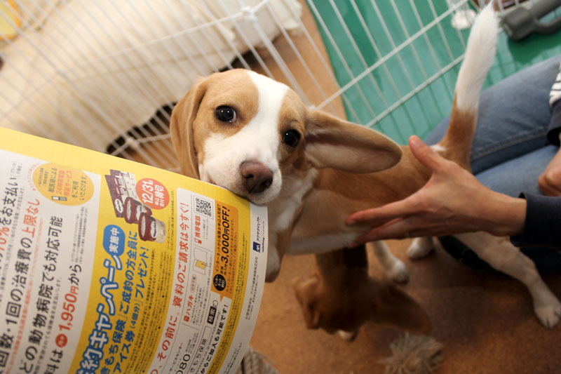 またしても破壊活動に及ぶ花豆