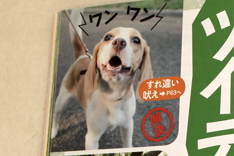 吠えキャラ花豆