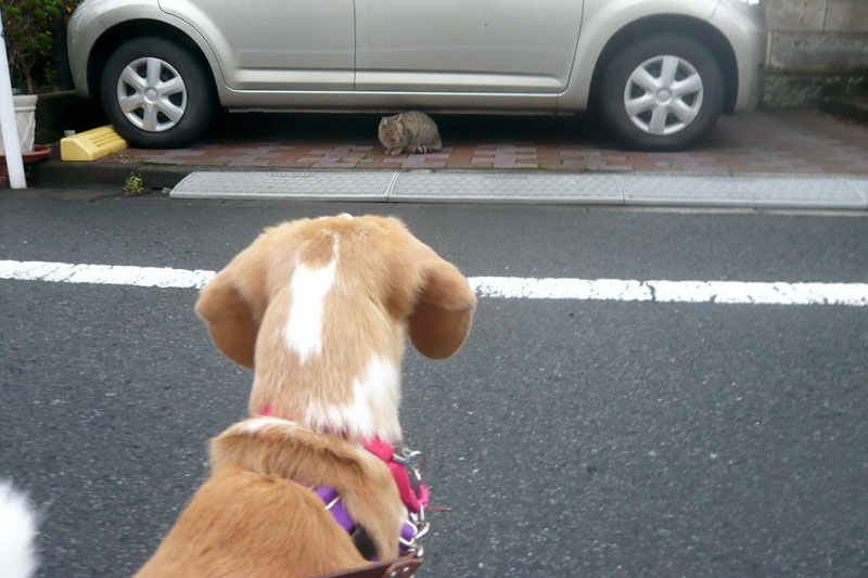 それは猫