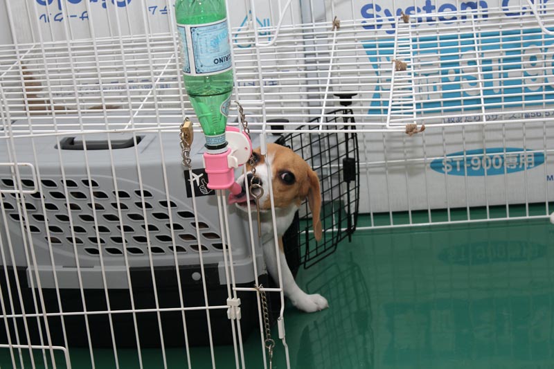 ヤドカリ状態で水を飲む空豆