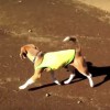 葉っぱを追いかけて
