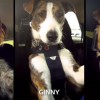 ミニクーパーを運転する犬たち