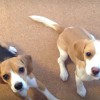 漫才犬・空豆花豆