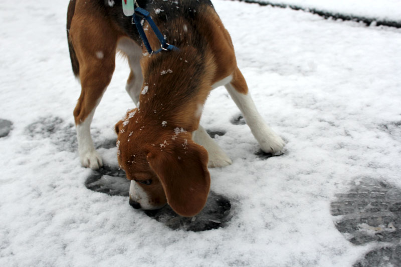 雪を食べる空豆