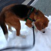 大きなかき氷の上で