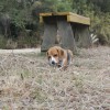 千葉のすいらんドッグラン（2）