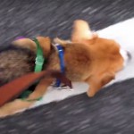綱渡り
