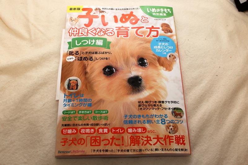 子いぬと仲良くなる育て方