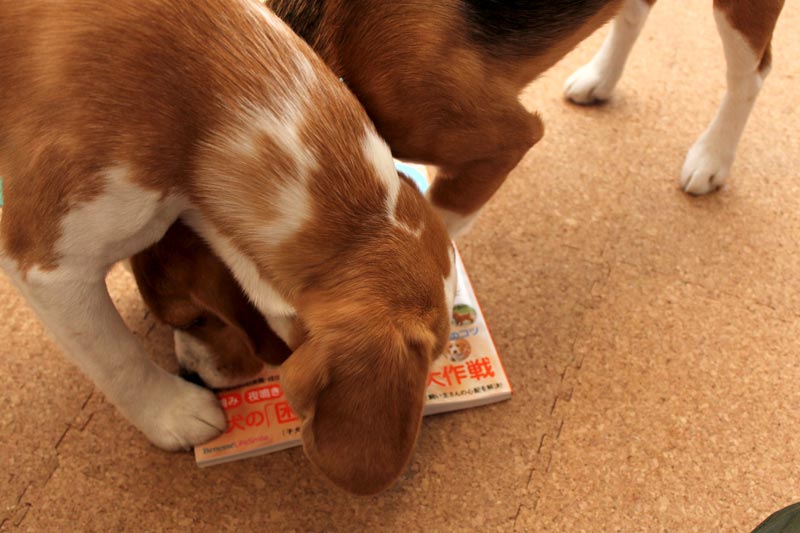 掲載誌を開こうとする努力