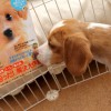 子いぬと仲良くなる育て方　しつけ編