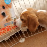 子いぬと仲良くなる育て方　しつけ編