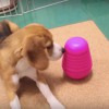 ピラミッド模範演技