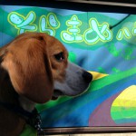 空豆ハウス訪問
