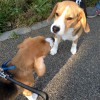 アポロくん